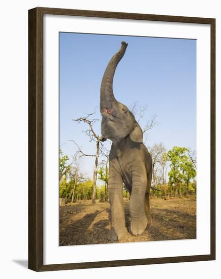 Asian Indian Elephant Holding Trunk in the Air, Bandhavgarh National Park, India. 2007-Tony Heald-Framed Photographic Print