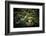 Asian Lantern-sipaphoto-Framed Photographic Print