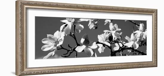 Asian Magnolia Blossoms Ca-null-Framed Photographic Print