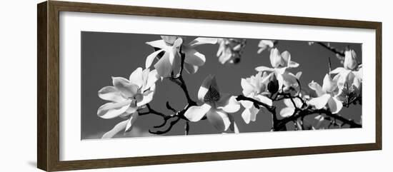 Asian Magnolia Blossoms Ca-null-Framed Photographic Print