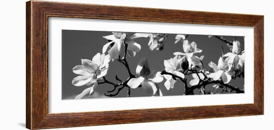 Asian Magnolia Blossoms Ca-null-Framed Photographic Print