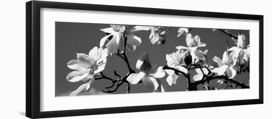 Asian Magnolia Blossoms Ca-null-Framed Photographic Print