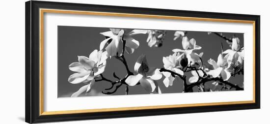 Asian Magnolia Blossoms Ca-null-Framed Photographic Print