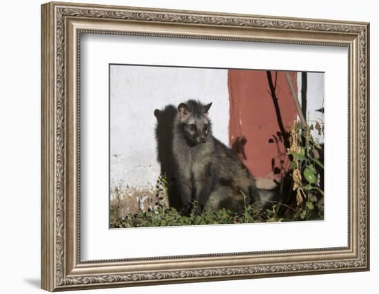 Asian Palm Civet (Paradoxurus Hermaphroditus) Chambal Safari Lodge-Pete Oxford-Framed Photographic Print