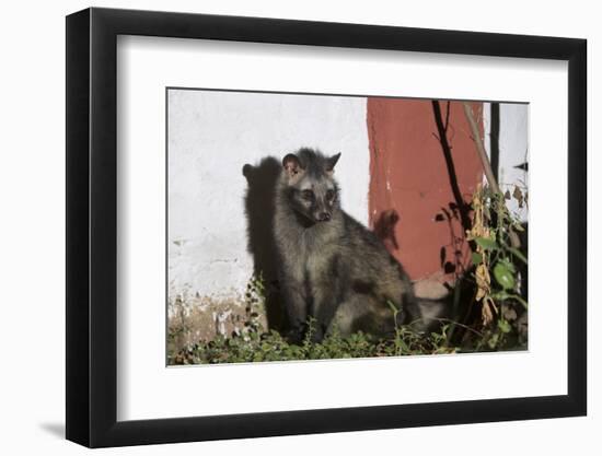 Asian Palm Civet (Paradoxurus Hermaphroditus) Chambal Safari Lodge-Pete Oxford-Framed Photographic Print