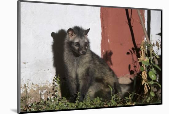 Asian Palm Civet (Paradoxurus Hermaphroditus) Chambal Safari Lodge-Pete Oxford-Mounted Photographic Print