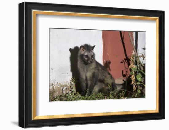 Asian Palm Civet (Paradoxurus Hermaphroditus) Chambal Safari Lodge-Pete Oxford-Framed Photographic Print