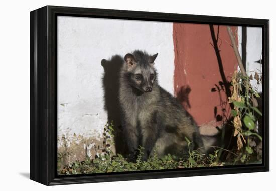 Asian Palm Civet (Paradoxurus Hermaphroditus) Chambal Safari Lodge-Pete Oxford-Framed Premier Image Canvas