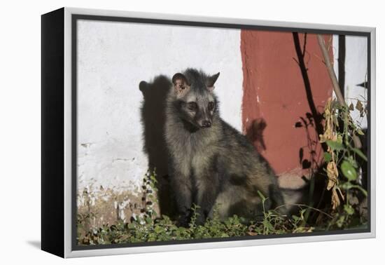 Asian Palm Civet (Paradoxurus Hermaphroditus) Chambal Safari Lodge-Pete Oxford-Framed Premier Image Canvas