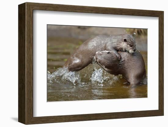 Asian small-clawed otter  two young females play-fighting, Edinburgh Zoo, Scotland, captive-Laurie Campbell-Framed Photographic Print