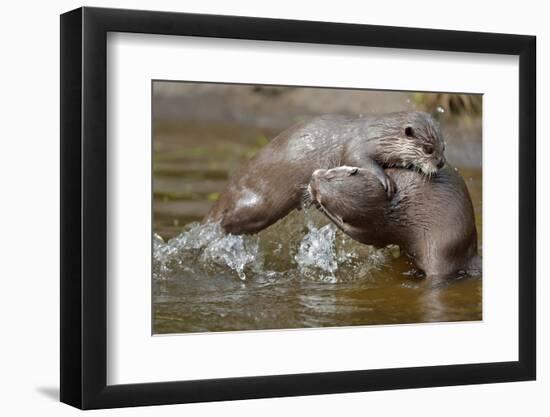 Asian small-clawed otter  two young females play-fighting, Edinburgh Zoo, Scotland, captive-Laurie Campbell-Framed Photographic Print