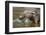 Asian small-clawed otter  two young females play-fighting, Edinburgh Zoo, Scotland, captive-Laurie Campbell-Framed Photographic Print