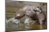 Asian small-clawed otter  two young females play-fighting, Edinburgh Zoo, Scotland, captive-Laurie Campbell-Mounted Photographic Print