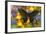 Asian Swallowtail Butterfly, Papilio Syfanius-Darrell Gulin-Framed Photographic Print