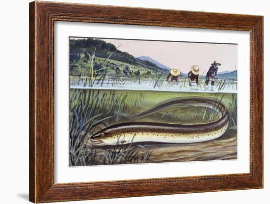 Asian Swamp Eel or Rice Eel (Fluta Alba), Synbranchidae-null-Framed Giclee Print