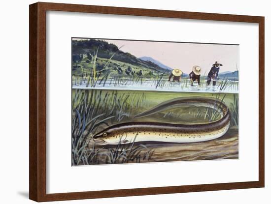 Asian Swamp Eel or Rice Eel (Fluta Alba), Synbranchidae-null-Framed Giclee Print