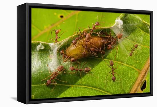 Asian weaver ants protecting a parasitic butterfly pupa, Borneo-Emanuele Biggi-Framed Premier Image Canvas