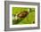 Asian weaver ants protecting a parasitic butterfly pupa, Borneo-Emanuele Biggi-Framed Photographic Print