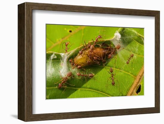 Asian weaver ants protecting a parasitic butterfly pupa, Borneo-Emanuele Biggi-Framed Photographic Print
