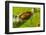 Asian weaver ants protecting a parasitic butterfly pupa, Borneo-Emanuele Biggi-Framed Photographic Print