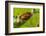 Asian weaver ants protecting a parasitic butterfly pupa, Borneo-Emanuele Biggi-Framed Photographic Print