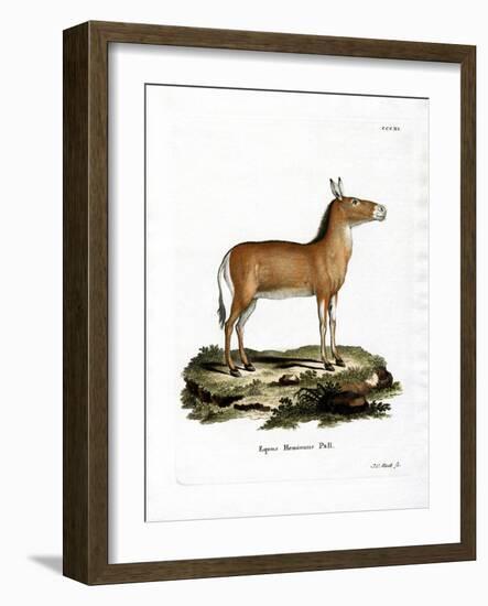 Asian Wild Ass-null-Framed Giclee Print