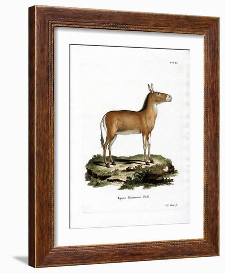 Asian Wild Ass-null-Framed Giclee Print