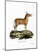 Asian Wild Ass-null-Mounted Giclee Print