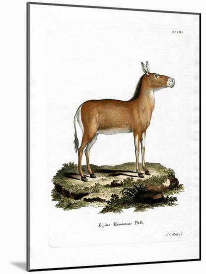 Asian Wild Ass-null-Mounted Giclee Print