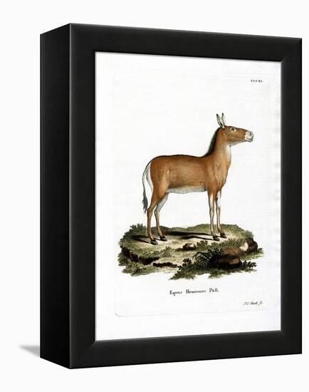 Asian Wild Ass-null-Framed Premier Image Canvas