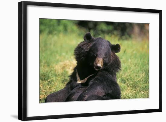 Asiatic Black-null-Framed Photographic Print