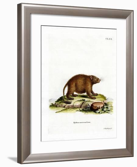 Asiatic Brush-Tailed Porcupine-null-Framed Giclee Print