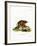 Asiatic Brush-Tailed Porcupine-null-Framed Giclee Print