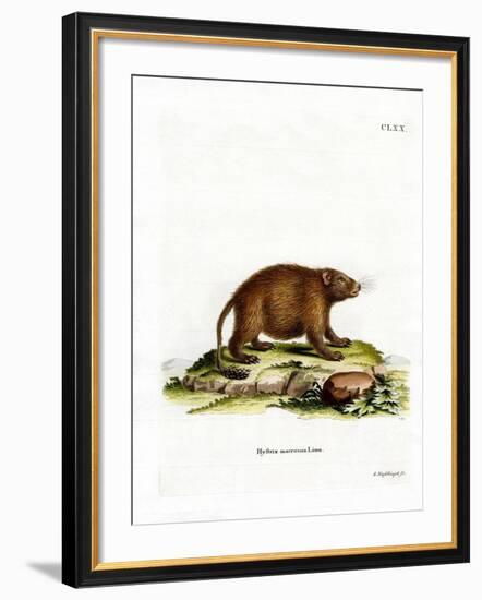 Asiatic Brush-Tailed Porcupine-null-Framed Giclee Print