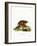 Asiatic Brush-Tailed Porcupine-null-Framed Giclee Print