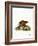 Asiatic Brush-Tailed Porcupine-null-Framed Giclee Print