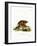 Asiatic Brush-Tailed Porcupine-null-Framed Giclee Print