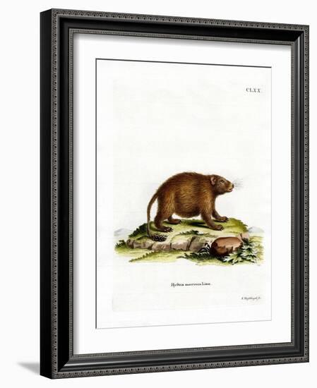 Asiatic Brush-Tailed Porcupine-null-Framed Giclee Print