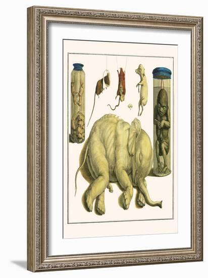 Asiatic Elephant, Human Fetus, Sheep Embryo, Pig Embryo, Mice-Albertus Seba-Framed Art Print