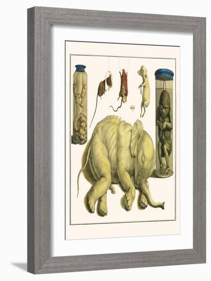 Asiatic Elephant, Human Fetus, Sheep Embryo, Pig Embryo, Mice-Albertus Seba-Framed Art Print