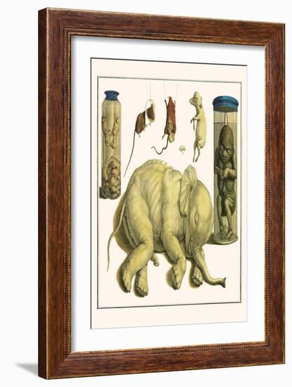 Asiatic Elephant, Human Fetus, Sheep Embryo, Pig Embryo, Mice-Albertus Seba-Framed Art Print