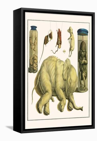 Asiatic Elephant, Human Fetus, Sheep Embryo, Pig Embryo, Mice-Albertus Seba-Framed Stretched Canvas