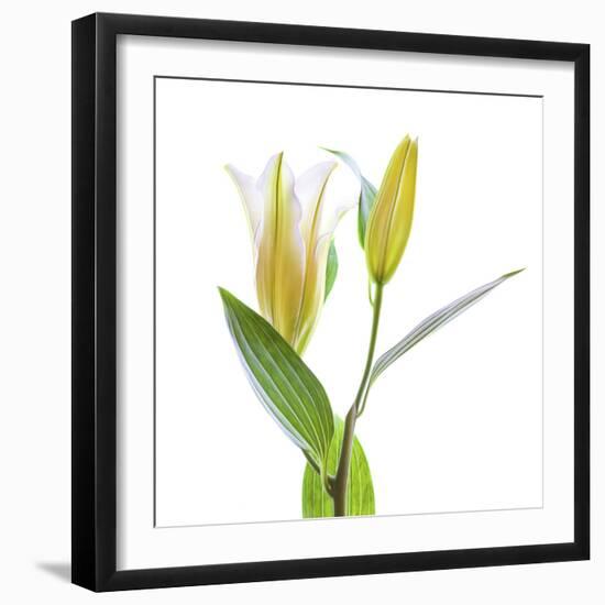Asiatic Lily against white background-Panoramic Images-Framed Photographic Print