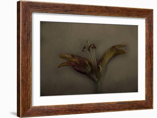 Asiatic Lily-Lori Hutchison-Framed Photographic Print