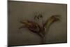 Asiatic Lily-Lori Hutchison-Mounted Photographic Print