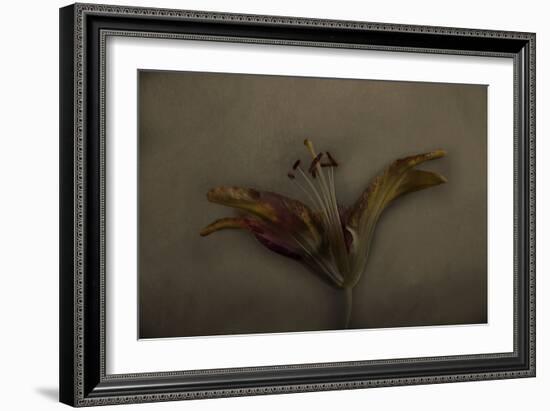 Asiatic Lily-Lori Hutchison-Framed Photographic Print