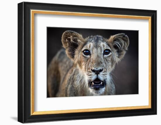 Asiatic lion cub, Gir Forest National Park, Gujarat, India-Uri Golman-Framed Photographic Print