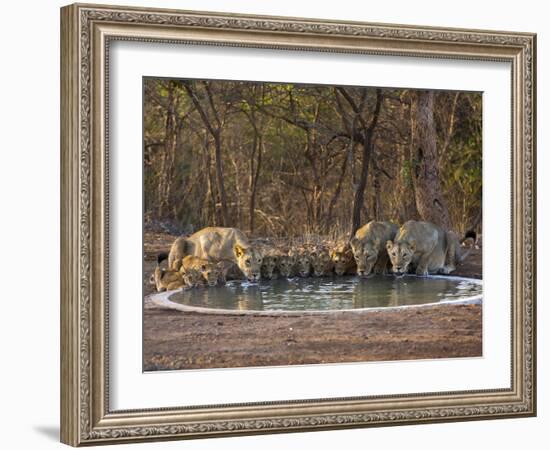 Asiatic Lionesses and Cubs Drinking from Pool, Gir Forest NP, Gujarat, India-Uri Golman-Framed Photographic Print
