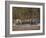 Asiatic Lionesses and Cubs Drinking from Pool, Gir Forest NP, Gujarat, India-Uri Golman-Framed Photographic Print