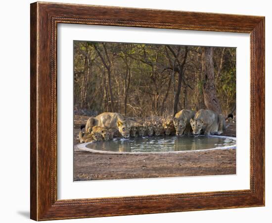 Asiatic Lionesses and Cubs Drinking from Pool, Gir Forest NP, Gujarat, India-Uri Golman-Framed Photographic Print